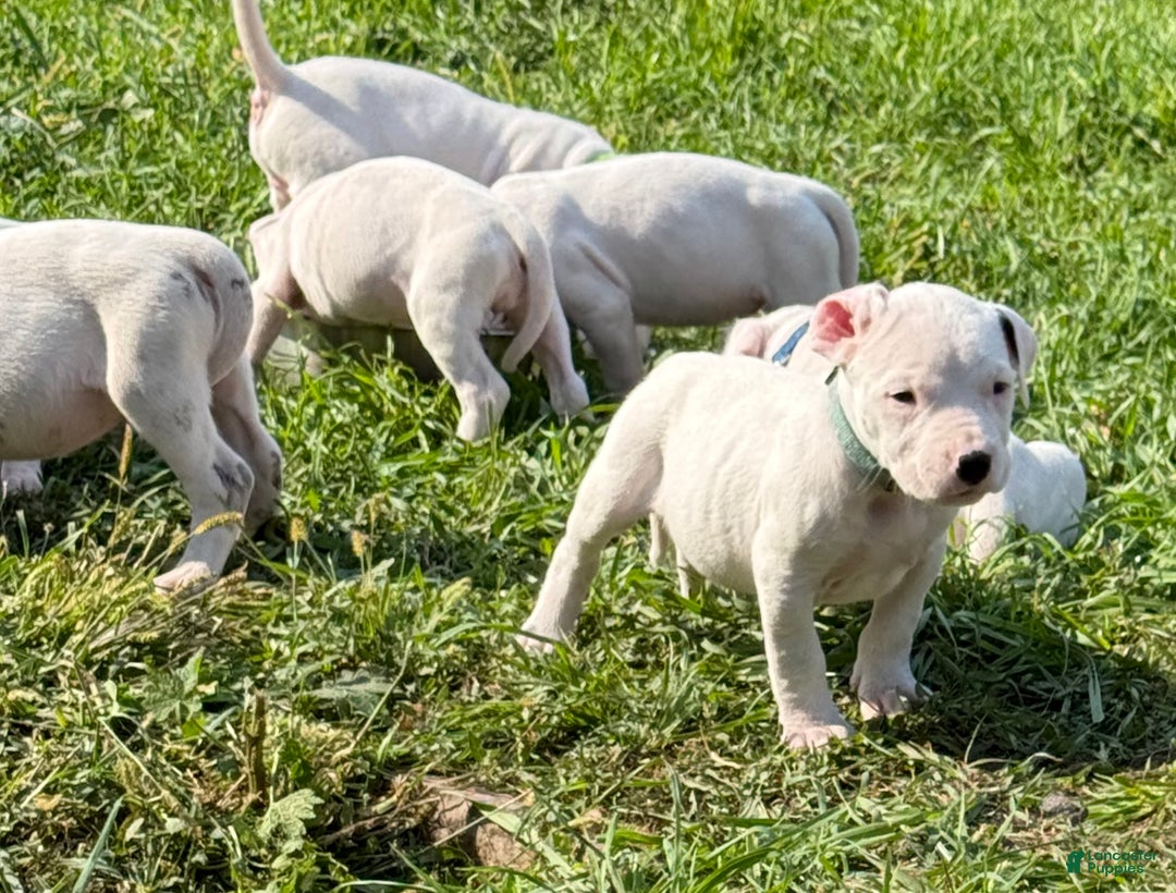 Dogo Argentino dogs for sale: Puppy M3 - Ad 34