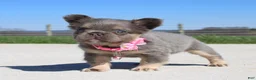 French Bulldog dogs for sale: Miss Tiny - Ad 3