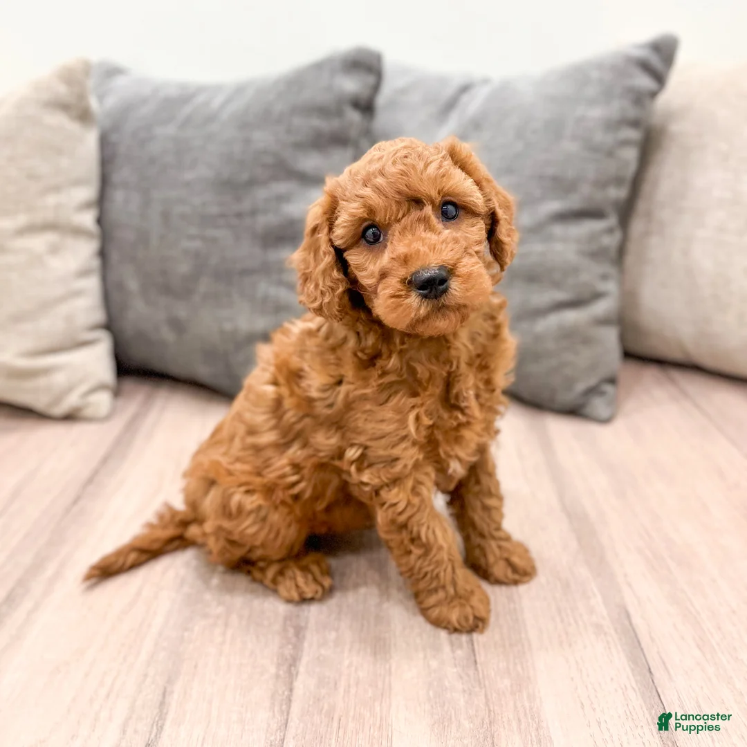 Goldendoodle dogs for sale: Murphy - Ad 1