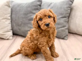 Goldendoodle dogs for sale: Murphy - Ad 3