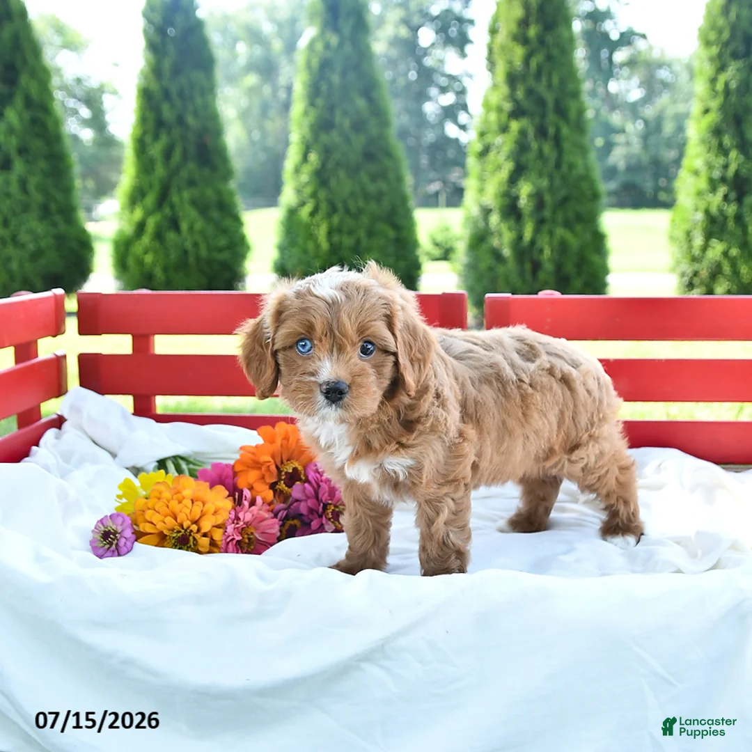 Cavapoo dogs for sale: Libby - Ad 2