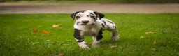 Great Dane dogs for sale: Bryce Great Dane  - Ad 3