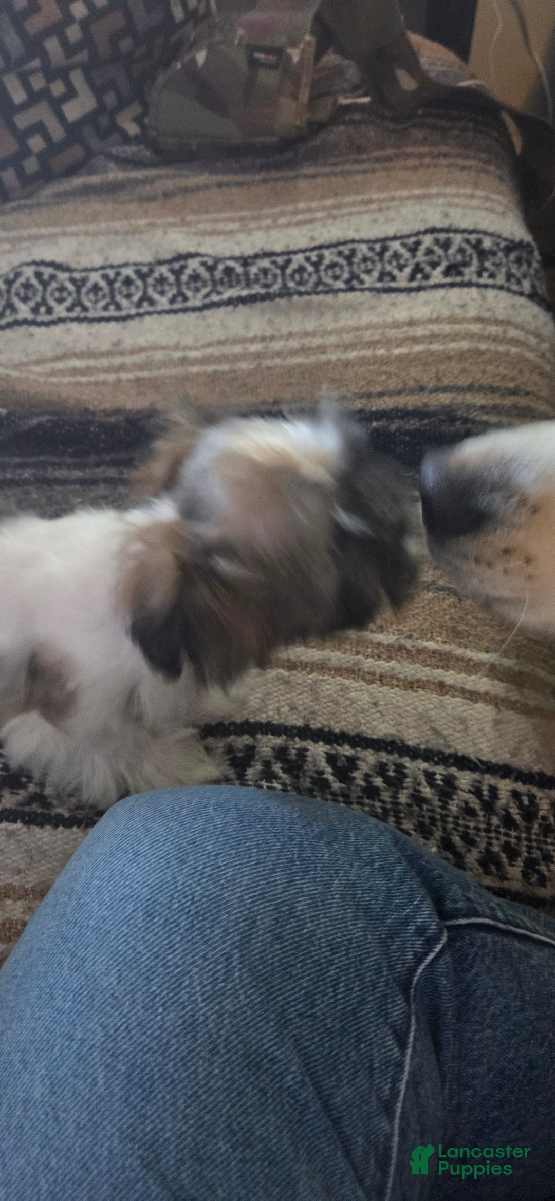 Mixed Breed dogs for sale: Mooshie - Ad 1