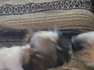 Mixed Breed dogs Mooshie - Ad 28