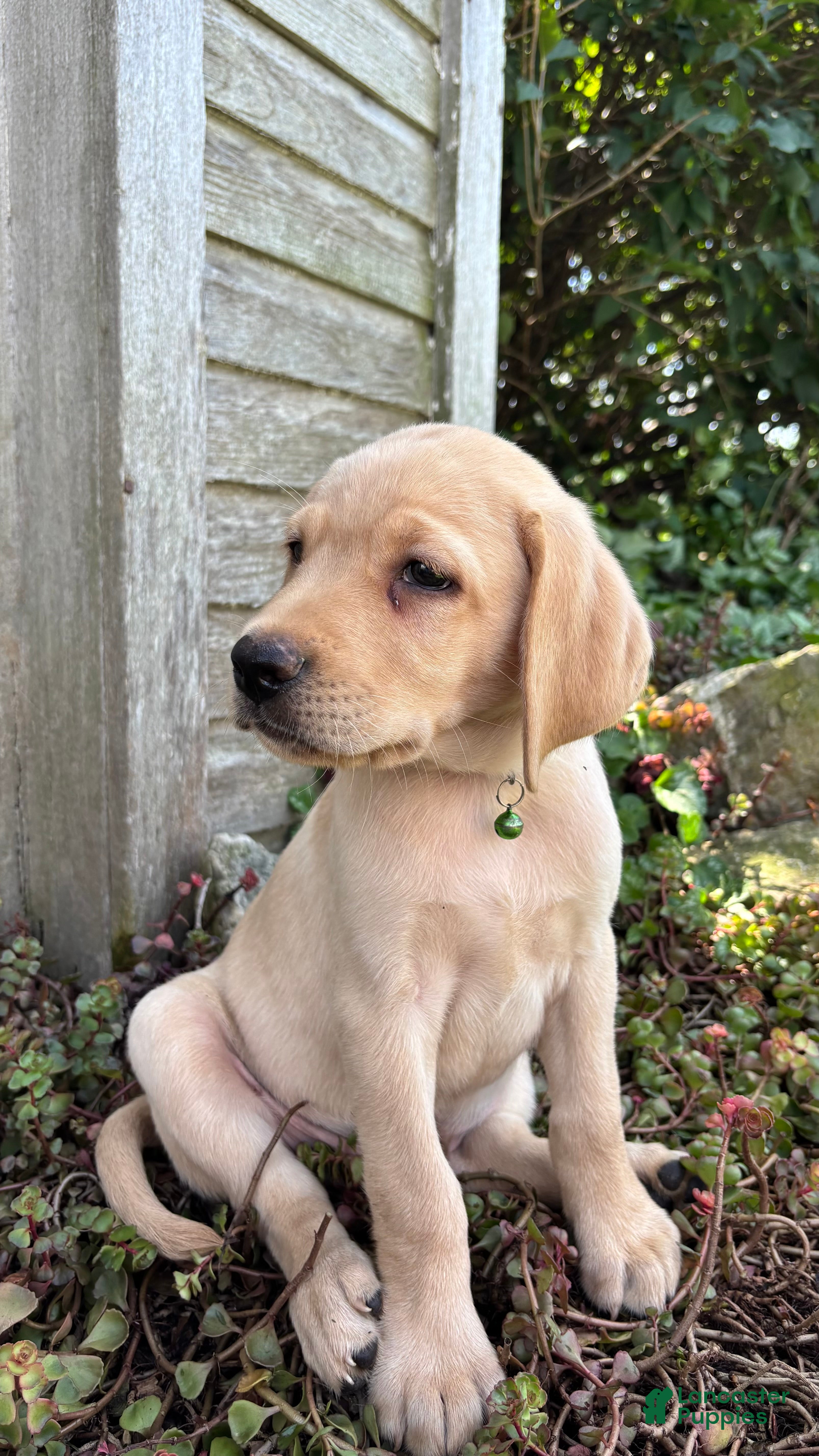 Labradoodle dogs Kavik  - Ad 2