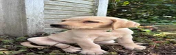 Labradoodle dogs for sale: Kavik  - Ad 2