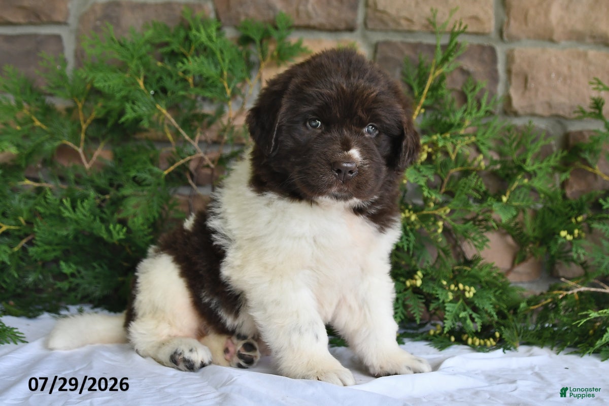 Newfoundland dogs Macy - Ad 1