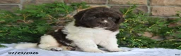Newfoundland dogs for sale: Macy - Ad 1