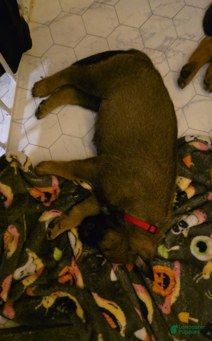 Belgian Malinois dogs Belgian Malinois 1 Red - Ad 22