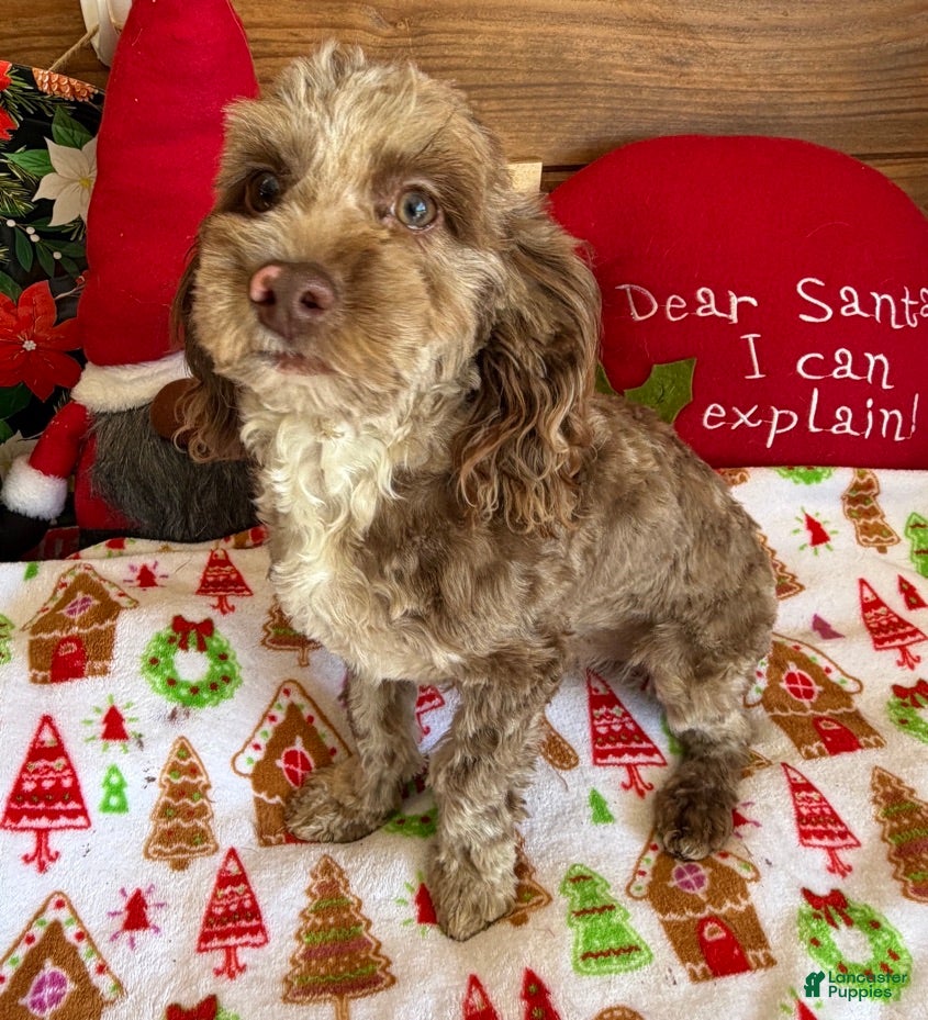 Cockapoo dogs Corky - Ad 6