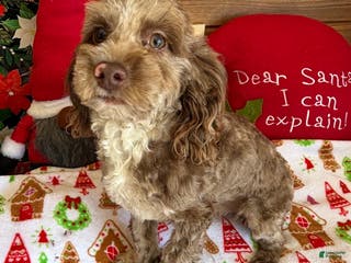 Cockapoo dogs Corky - Ad 28