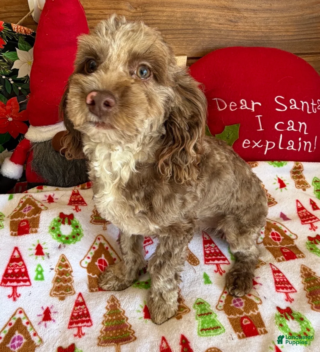 Cockapoo dogs for sale: Corky - Ad 1