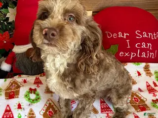 Cockapoo dogs Corky - Ad 8