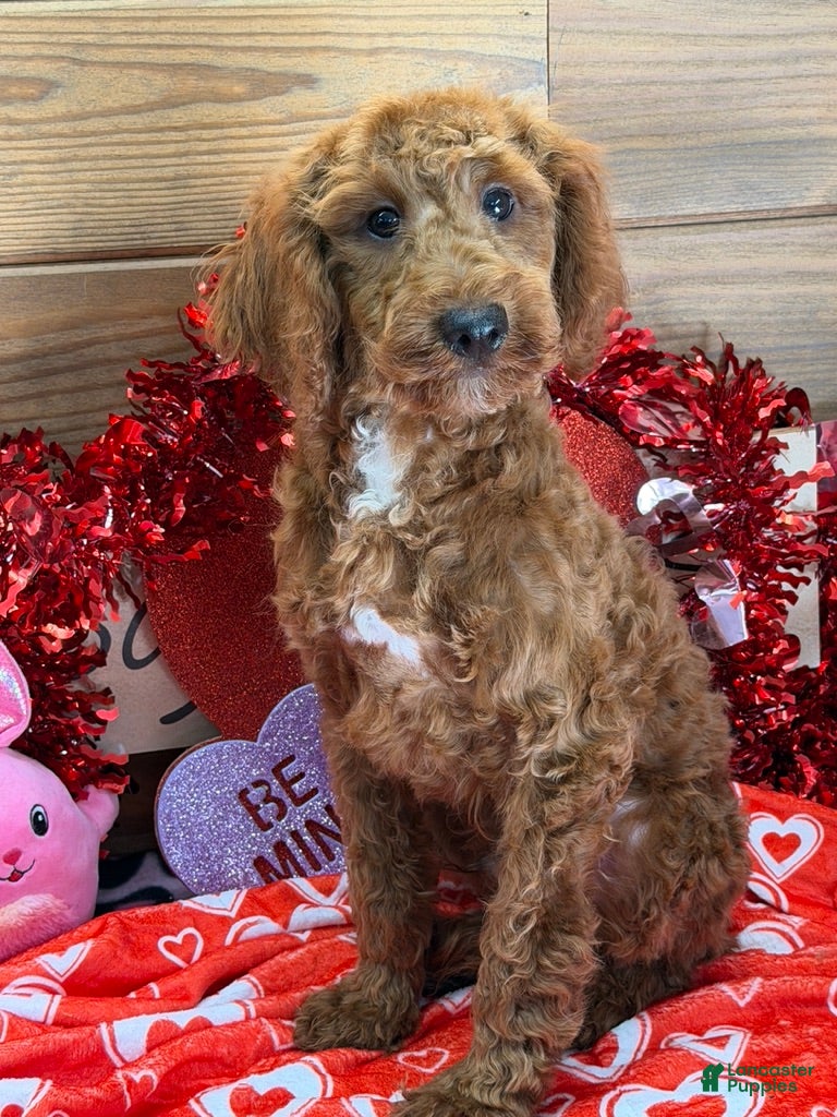 Mini Goldendoodle dogs Jolly - Ad 27