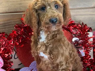 Mini Goldendoodle dogs Jolly - Ad 27