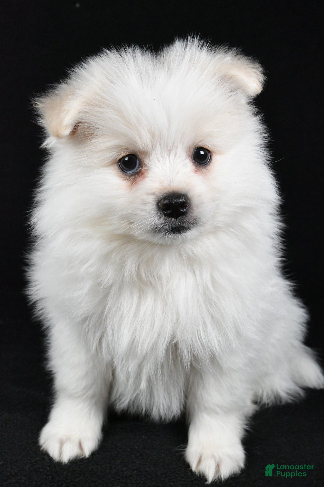 Pomeranian dogs for sale: Teddy - Ad 8