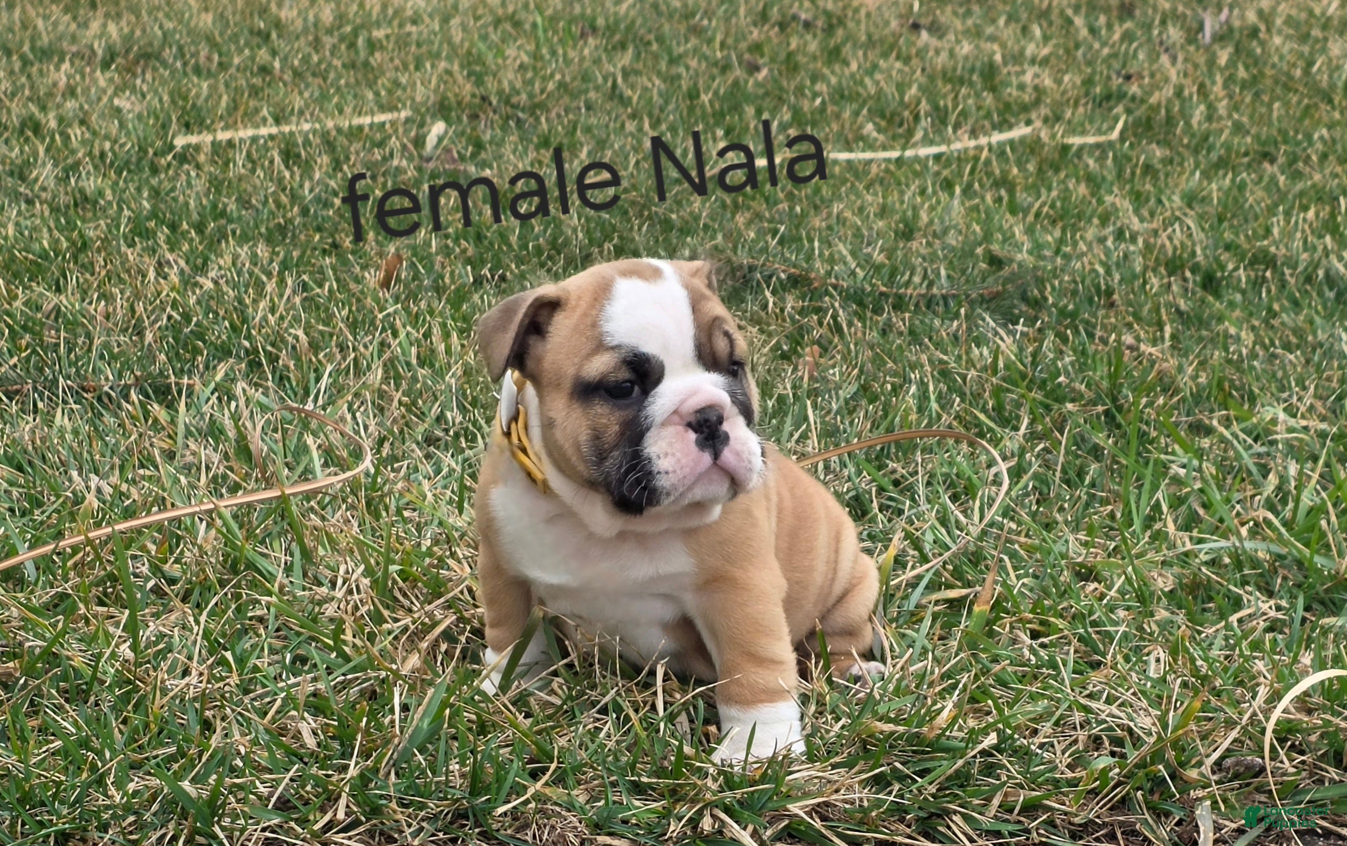 English Bulldog dogs English Bulldog Puppy 3 - Ad 2