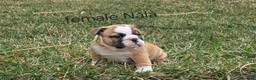 English Bulldog dogs for sale: English Bulldog Puppy 3 - Ad 2