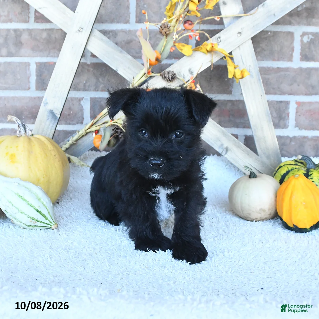 Miniature Schnauzer dogs for sale: Oscar - Ad 2