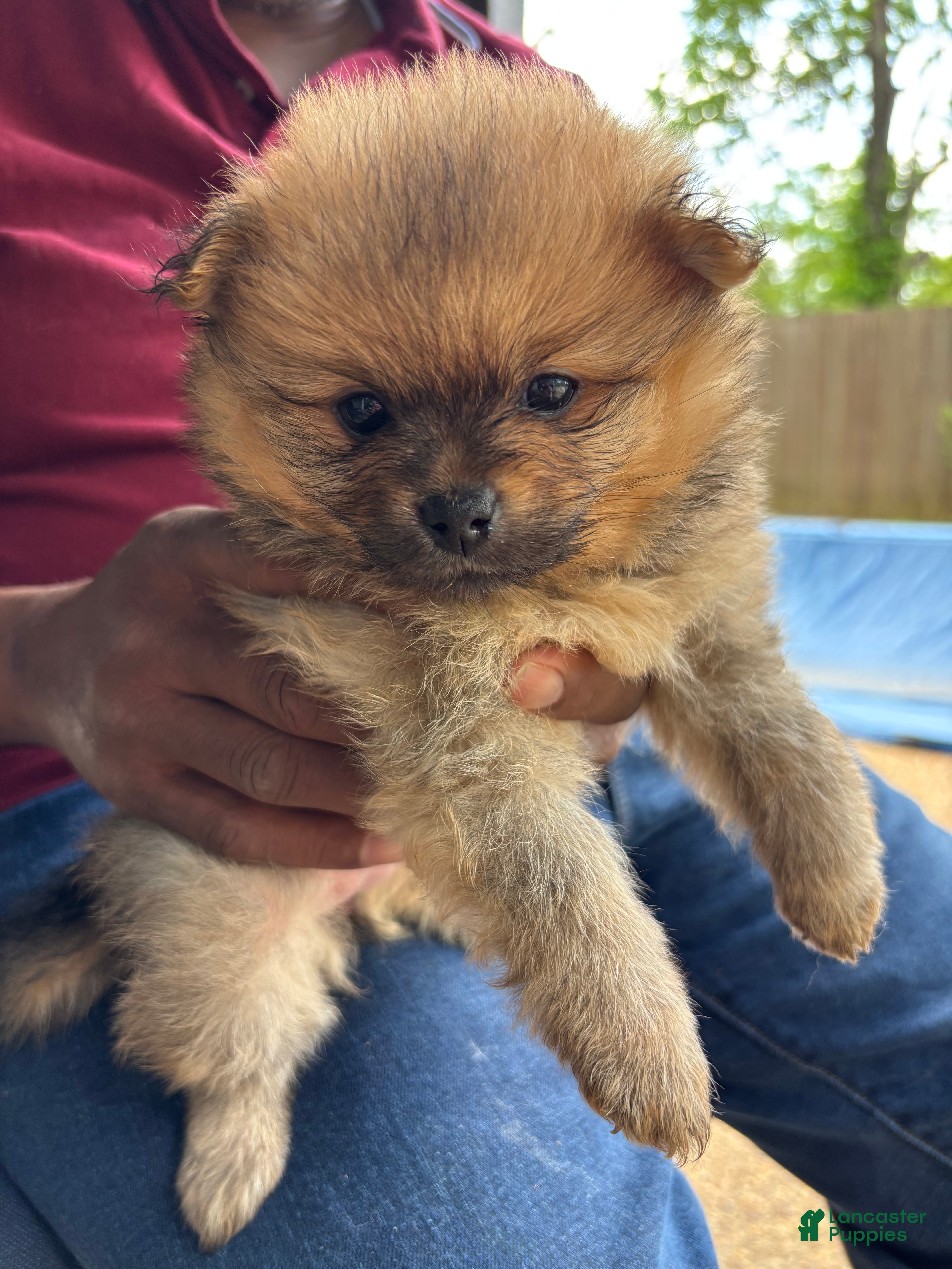 Pomeranian dogs Pomeranian Puppy 2 - Ad 4