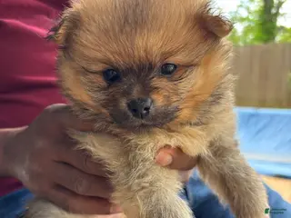 Pomeranian dogs Pomeranian Puppy 2 - Ad 4