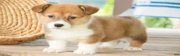 Welsh Corgi Pembroke dogs for sale: Trix Welsh Corgi Pembroke  - Ad 1