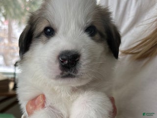 Great Pyrenees dogs Pink - Ad 20