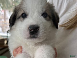 Great Pyrenees dogs Pink - Ad 18