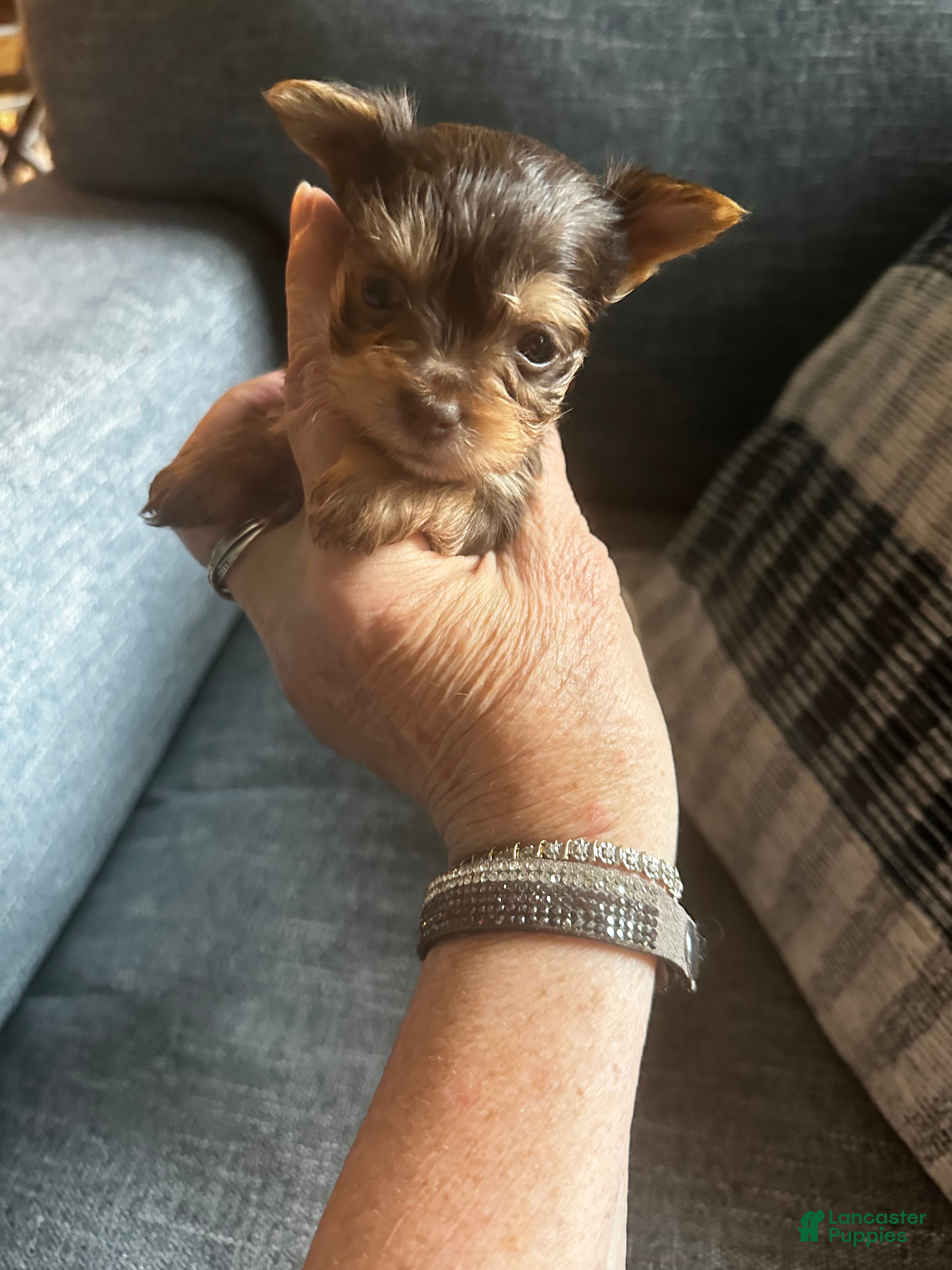 Yorkshire Terrier dogs AKC Tobias - Ad 2