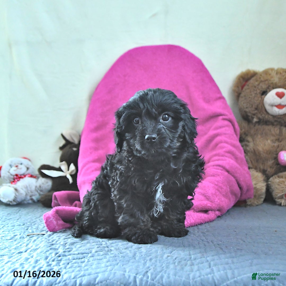 Cavapoo dogs for sale: Glenda - Ad 4