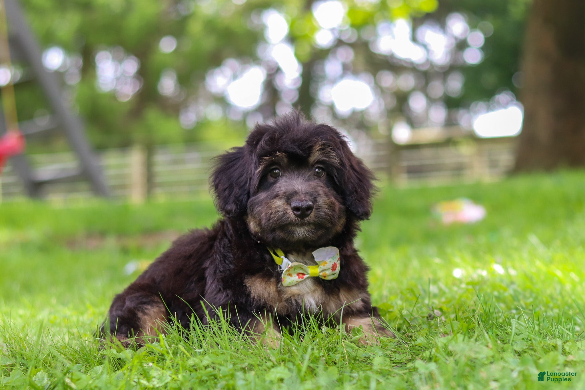 Mini Aussiedoodle dogs Austin - Ad 2