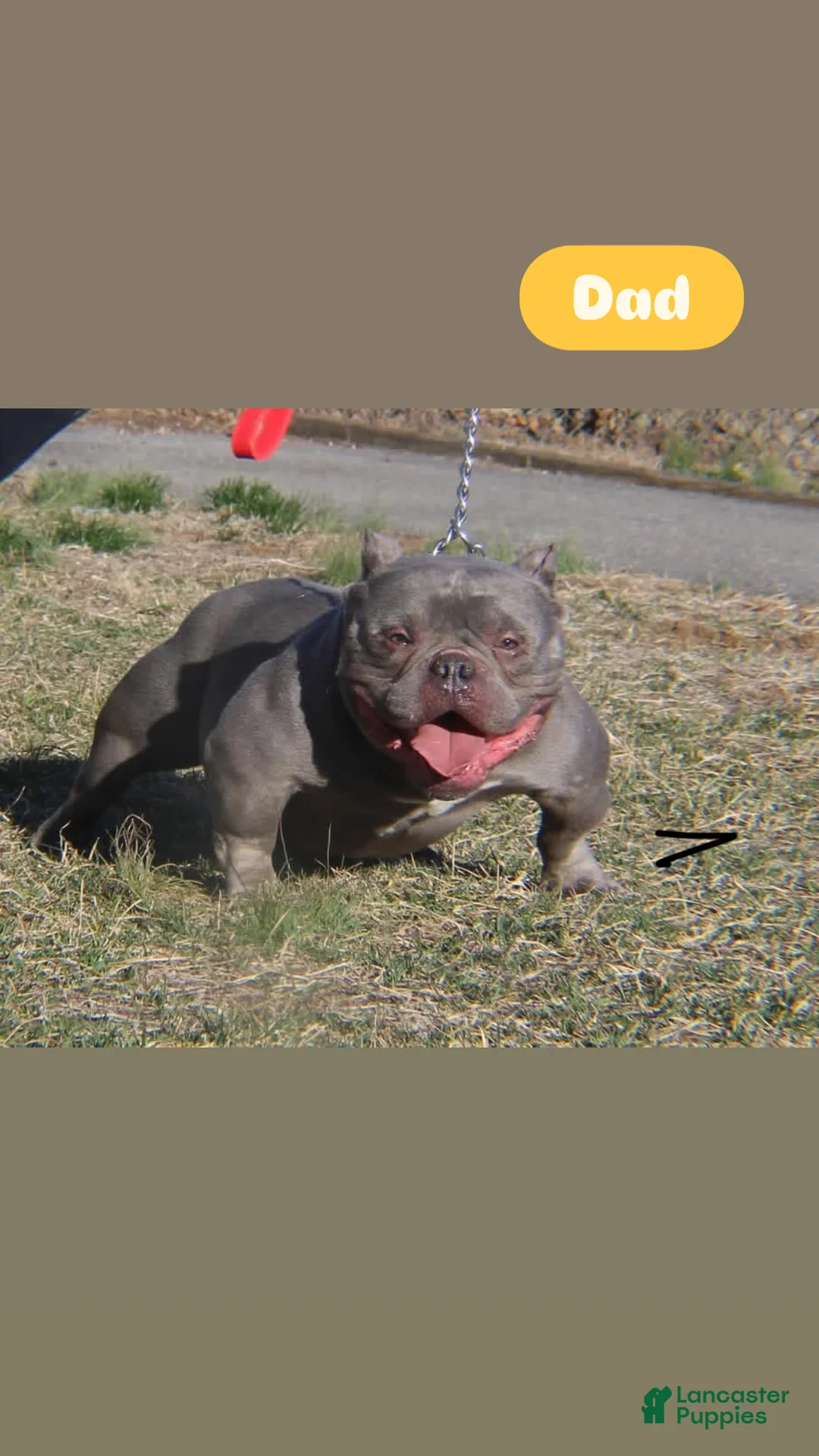 American Bully dogs for sale: El - Ad 8