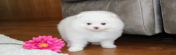 Pomeranian dogs for sale: Lanae - Ad 3