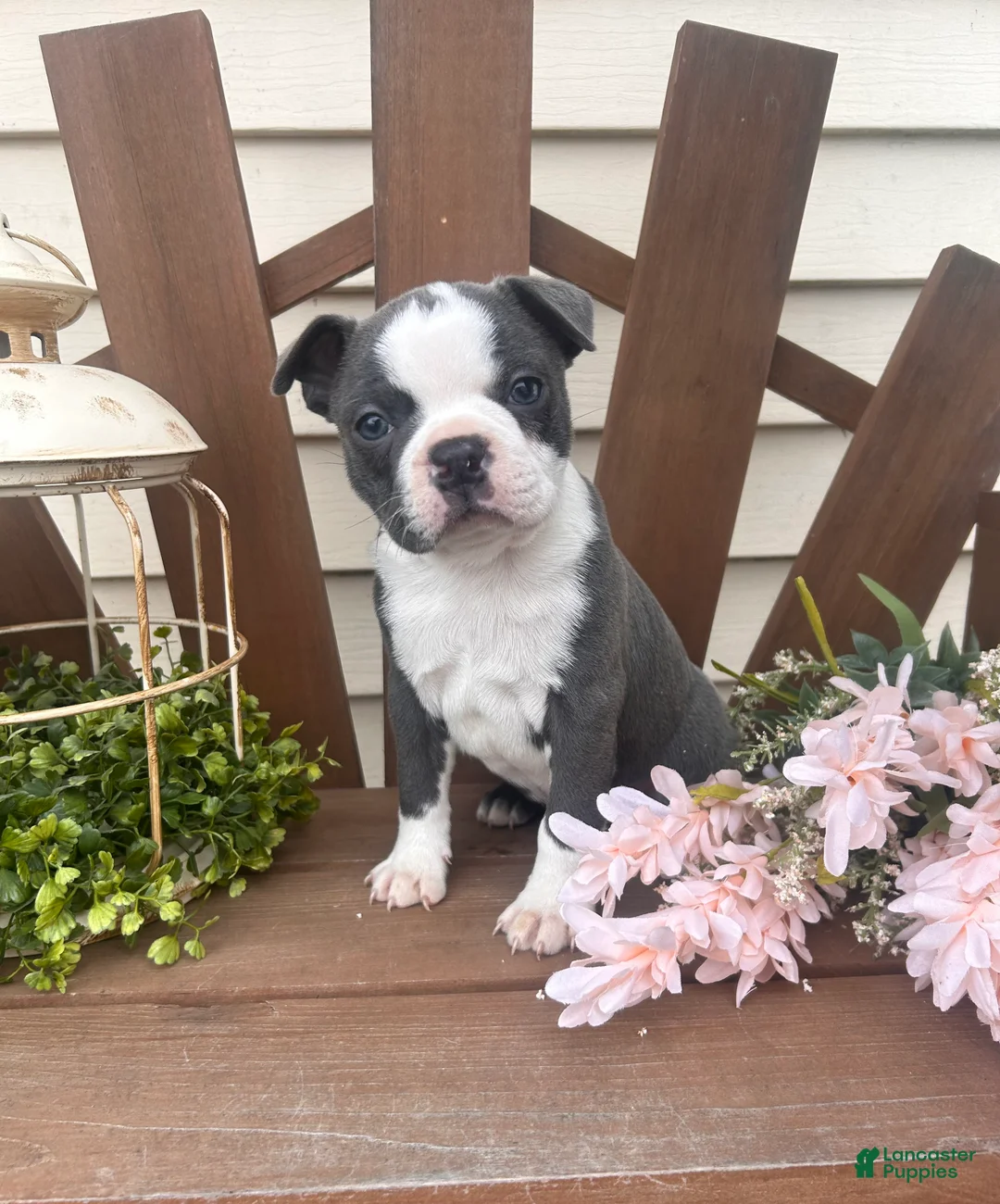 Boston Terrier dogs for sale: Manny  - Ad 3