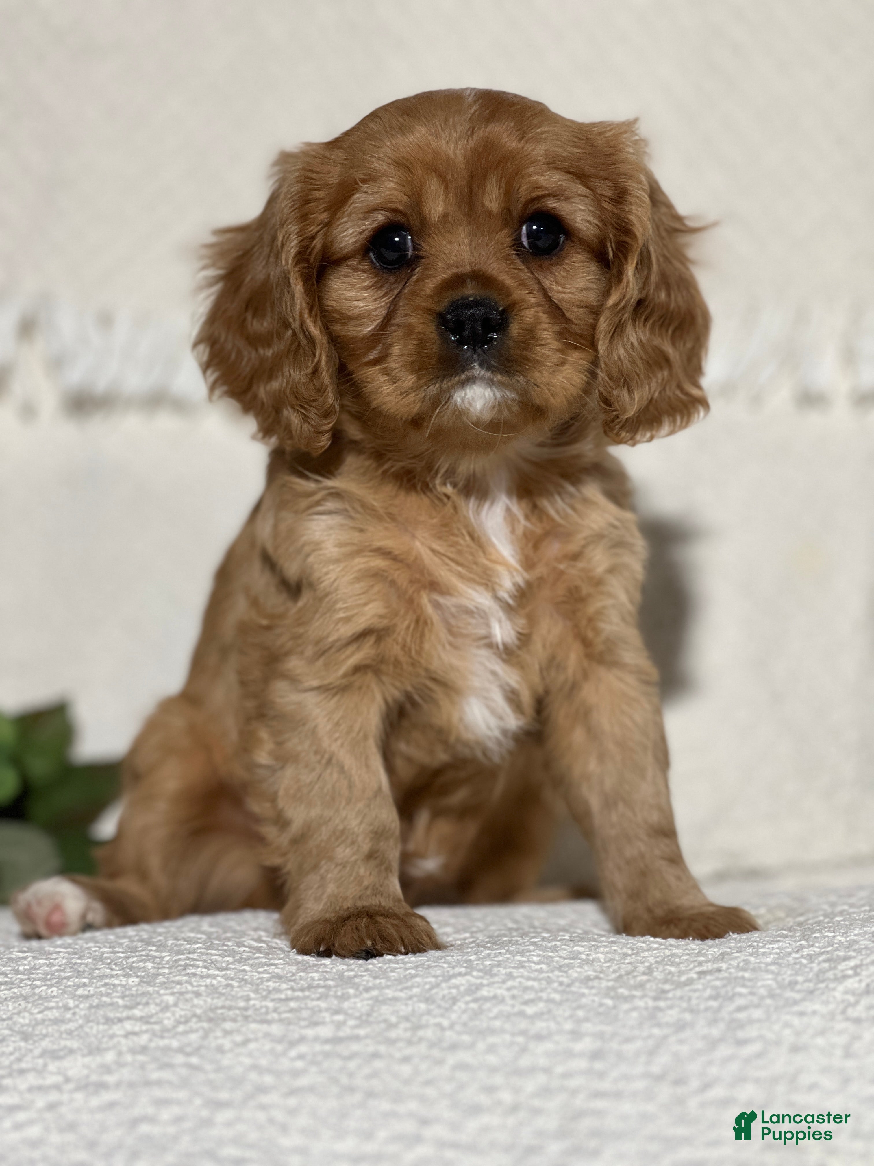 Cavalier King Charles Spaniel dogs Von  - Ad 3