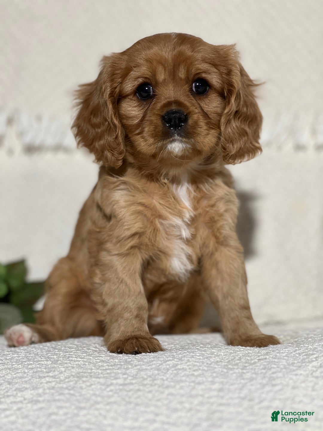 Cavalier King Charles Spaniel dogs for sale: Von  - Ad 1