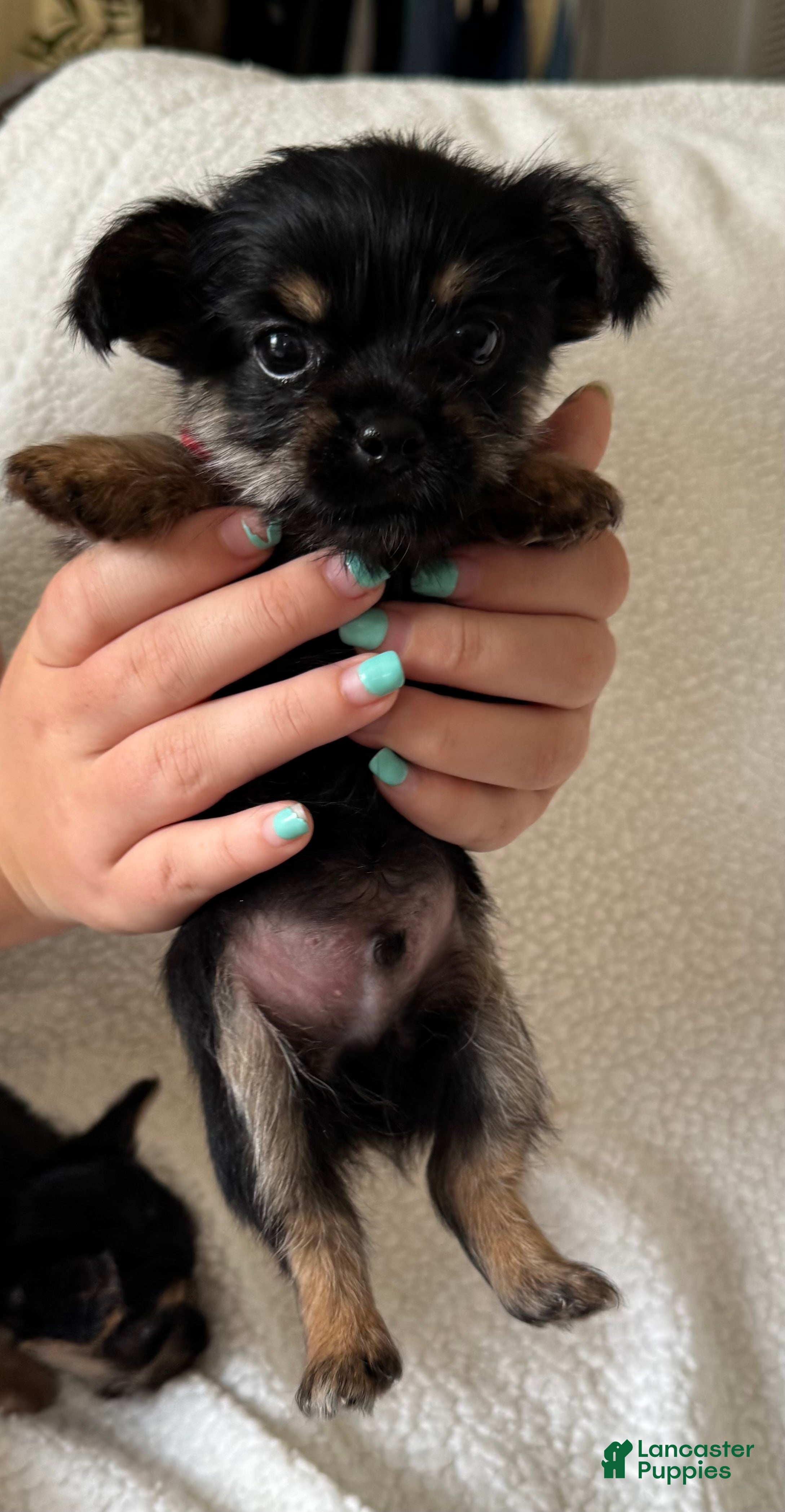 Chorkie dogs for sale:  Puppy 3 - Ad 1
