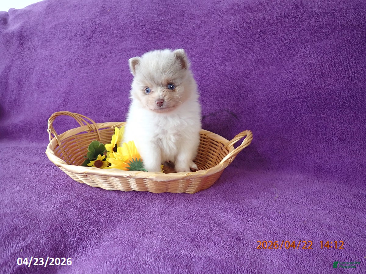 Pomeranian dogs Bravo - Ad 1