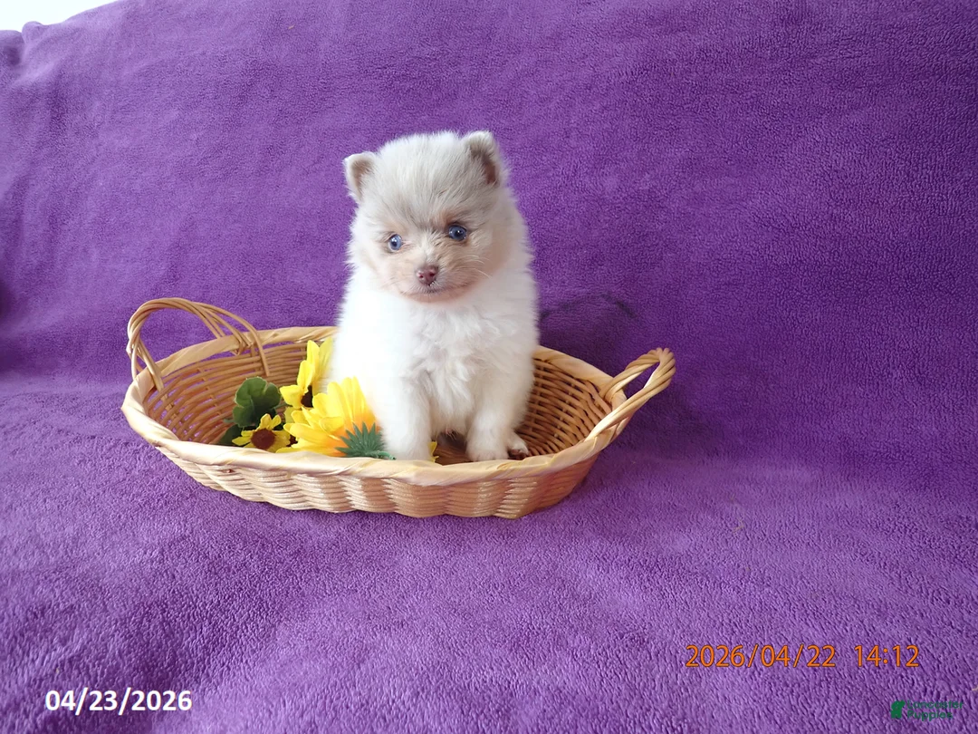 Pomeranian dogs for sale: Bravo - Ad 1