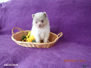 Pomeranian dogs for sale: Bravo - Ad 2