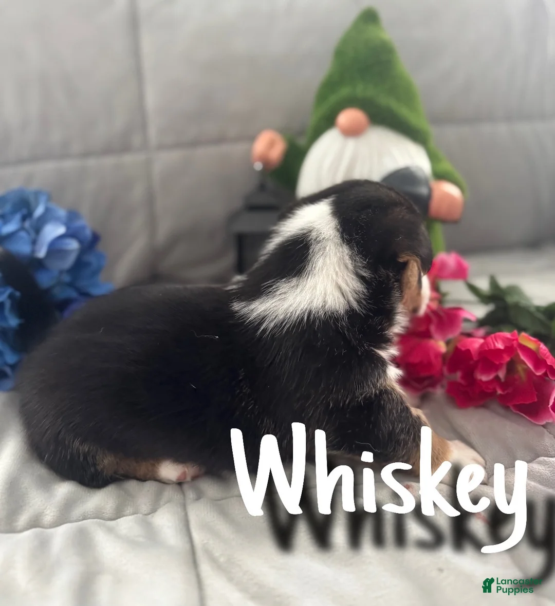 Welsh Corgi Pembroke dogs for sale: Whiskey - Ad 2