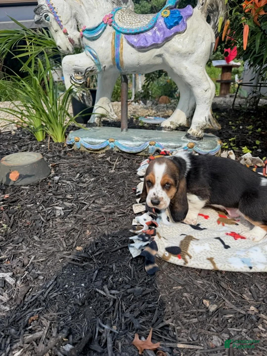 Basset Hound dogs for sale: George - Ad 2
