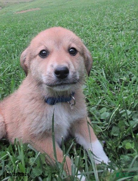 Mixed Breed dogs Aztec - Ad 1