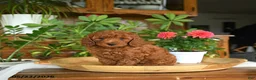 Mini Goldendoodle dogs for sale: Ace - Ad 5