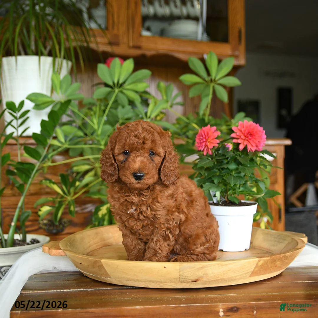 Mini Goldendoodle dogs for sale: Ace - Ad 5