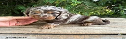 Dachshund dogs for sale: Asher - Ad 3