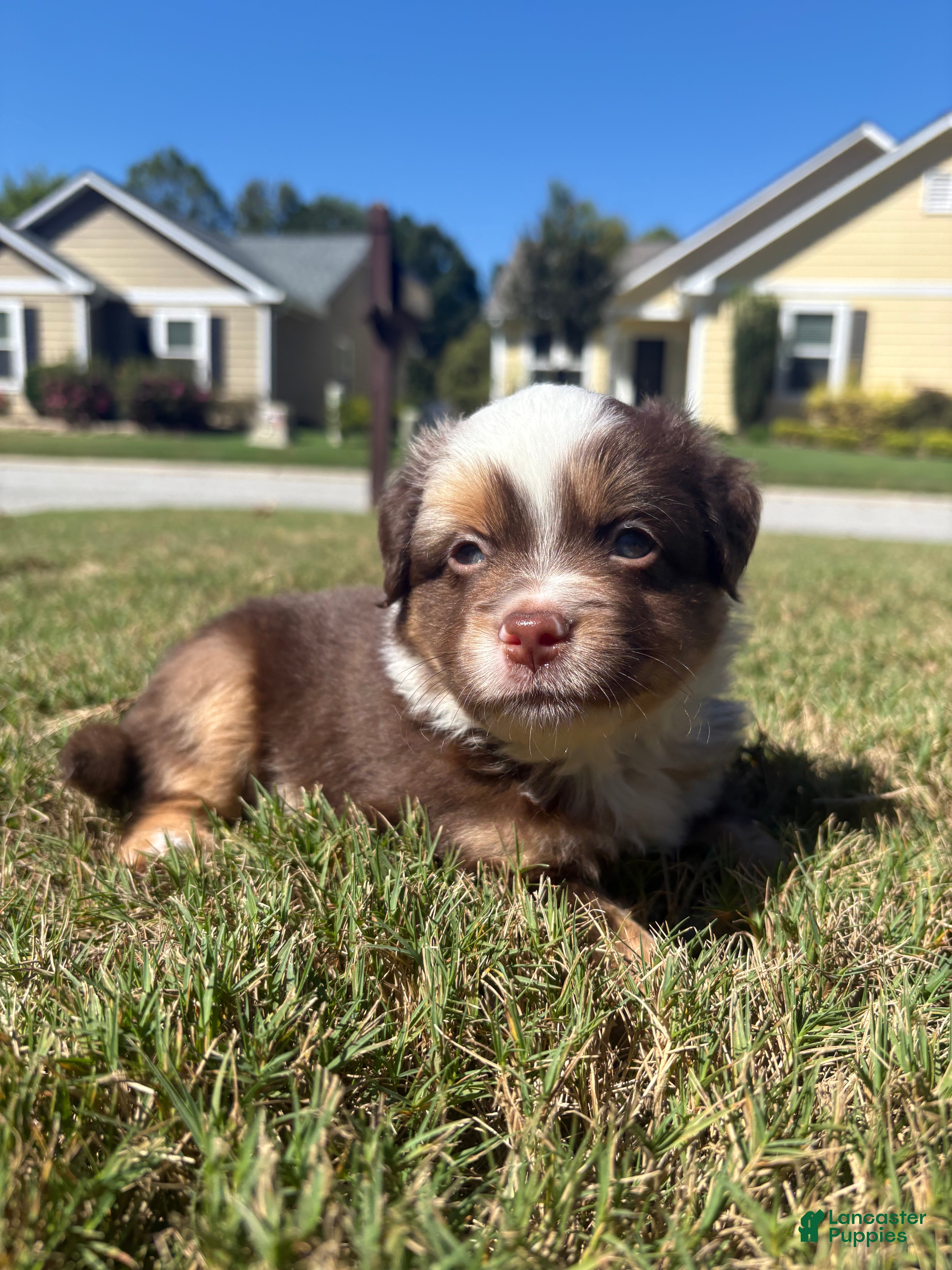 Miniature Australian Shepherd dogs Miniature Australian Shepherd 1 - Ad 1