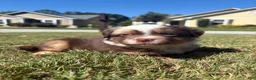 Miniature Australian Shepherd dogs for sale: Miniature Australian Shepherd 1 - Ad 1