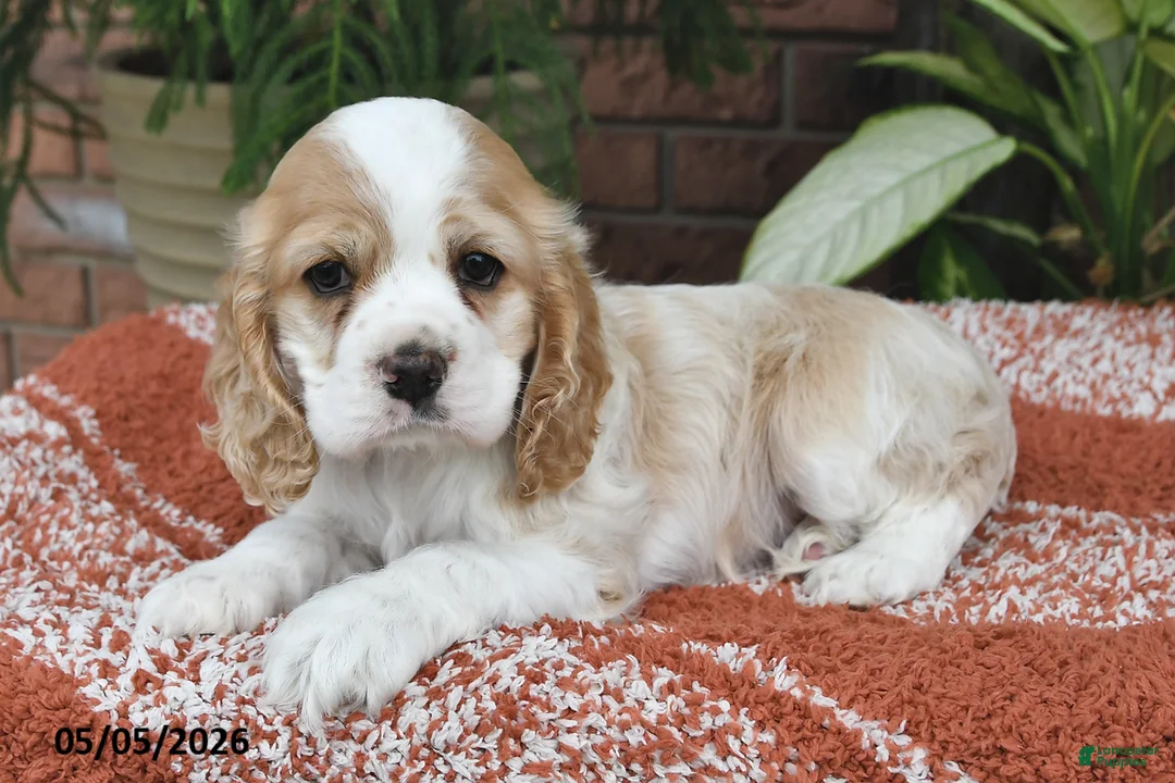 Cocker Spaniel dogs for sale: Dolly - Ad 2