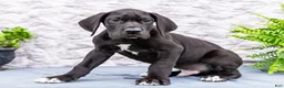 Great Dane dogs for sale: Zayne - Ad 13